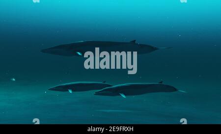 Closeup view of Rorqual whales swimming in the blue ocean water,3D rend Stock Photo