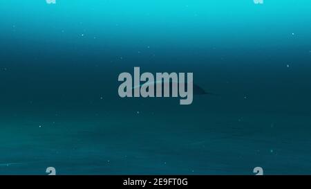 Underwater scene of A Rorqual whale swimming in the deep blue ocean water.3D render Stock Photo