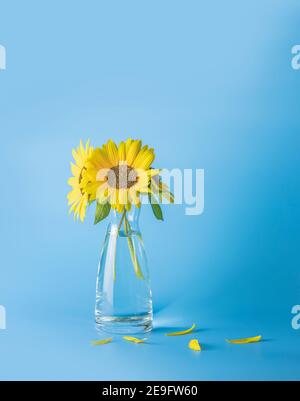 Bouquet of fresh sunflowers in glass vase on light blue background. Shallow depth on the field, copy space. Stock Photo