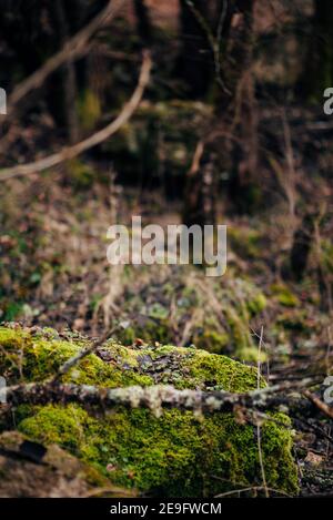 Moss grows heavily on the bark of this tree and creates an appealing texture Stock Photo