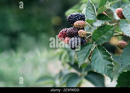 Ripe blackberries on bush are ripe. Ripe and unripe red and black blackberries in process of growing and ripening and picking. Organic Juicy Berry Stock Photo