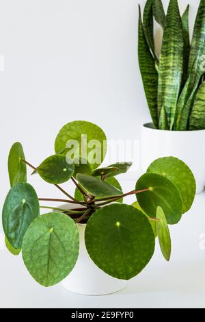 Housplants on a white background. Exotic houseplant with lush green foliage detail. Stock Photo