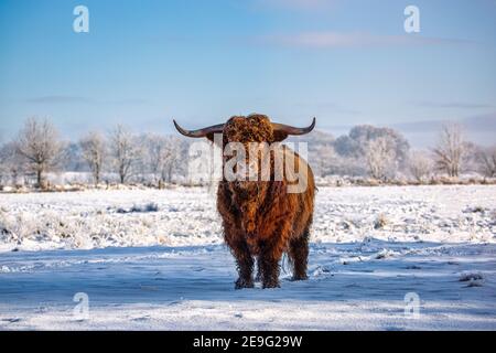 Highland cattle on a snow covered meadow in Eastfrisa Stock Photo