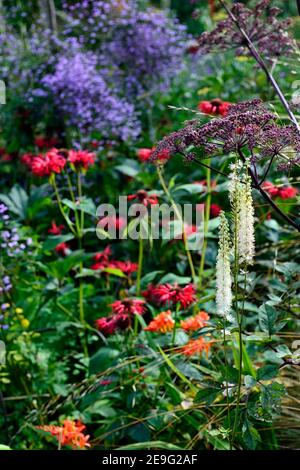 Actaea cordifolia Blickfang,angelica purpurea,thalictrum,monarda,crocosmia,white purple red lilac flowers,flowers,flower spike,flowering,perennial, Stock Photo
