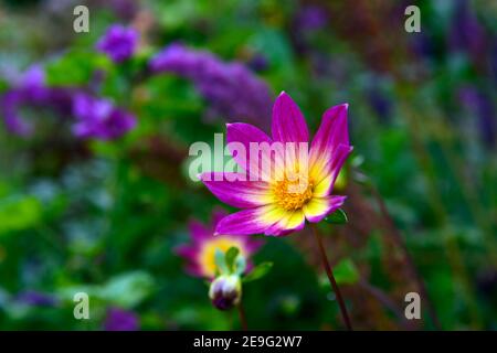 Dahlia Bright Eyes,purple pink yellow flowers,single dahlia,single dahlias,single dahlia flower,flowers,flowering,RM Floral Stock Photo