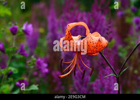 Lilium lancifolium tigrinum splendens,tiger lilies,Tiger Lily,orange speckled flowers,Astilbe chinensis var taquetii Purpurlanze,orange and purple flo Stock Photo