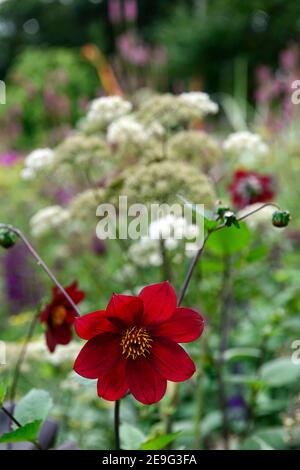 deep red dahlia seedling,dahlia,single dahlias,seedling,deep red flowers,Selinum wallichianum,umbellifer,mixed planting combination,ecletic mix,mix,mi Stock Photo