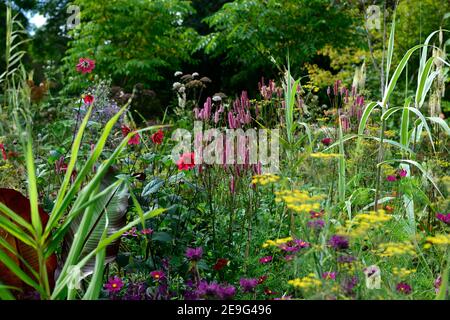 Sanguisorba Pink September,monarda on parade,Dahlia,foeniculum vulgare purpureum,purple fennel,sanguisorbas,pink bottlebrush flowers,pink flowers,purp Stock Photo