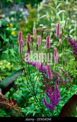 Sanguisorba Pink September,sanguisorbas,pink bottlebrush flowers,pink flowers,flowering,mixed planting scheme,mixed border,RM floral Stock Photo