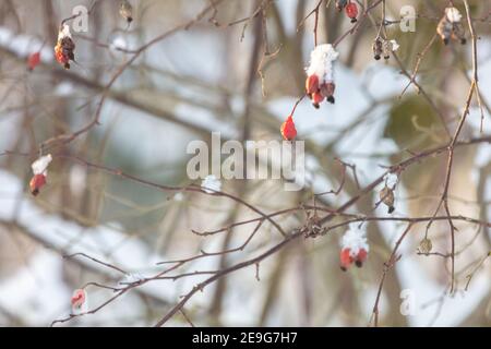Dry rose hips under the snow. High quality photo Stock Photo