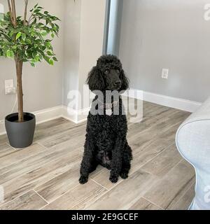 A black standard poodle sitting in a living room. Stock Photo