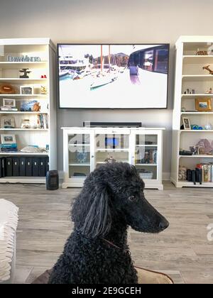Orlando, FL USA - January 22, 2021: A black standard poodle watching television. Stock Photo