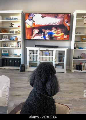 Orlando, FL USA - January 22, 2021: A black standard poodle watching television. Stock Photo