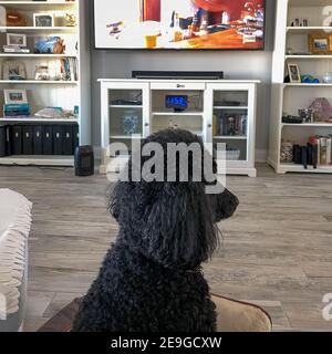 Orlando, FL USA - January 22, 2021: A black standard poodle watching television. Stock Photo
