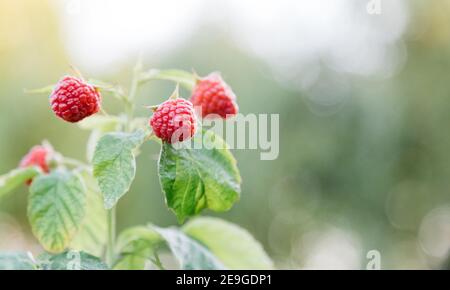 Ripe raspberries on bush are ripe. Ripe and unripe red raspberries in process of growing and ripening and picking. Organic Juicy Raspberry Branch Stock Photo