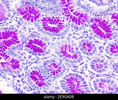 Light micrograph of the gastric mucosa stained with the Periodic acid ...