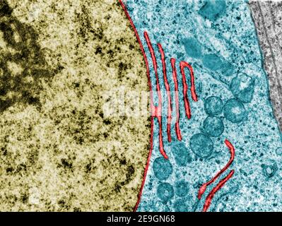 False colour transmission electron microscope micrograph showing a continuity between the nuclear envelope and a cistern of the rough endoplasmic reti Stock Photo