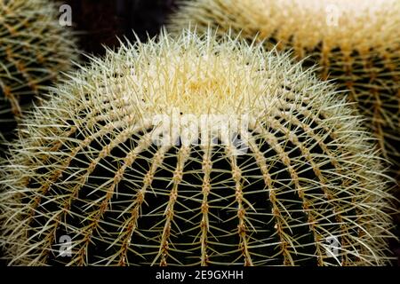 Echinocactus grusonii, popularly known as the golden barrel cactus, golden ball or mother-in-law's cushion, is a well known species of cactus. Stock Photo
