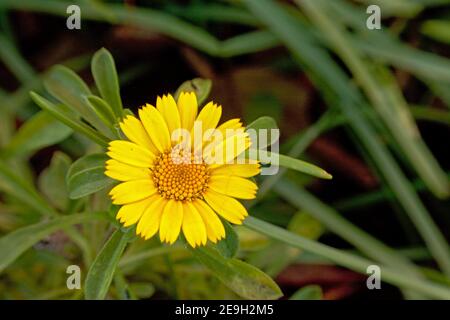 bright yellow garden marigold flower - calendula officinalis Stock Photo