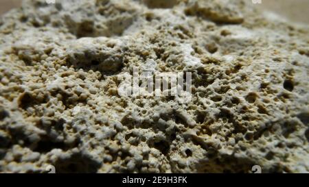 Texture of white coquina. Close-up view of a porous stone specimen. Natural grunge background Stock Photo