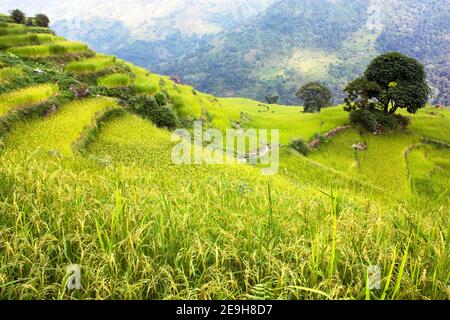 rice field and village in Annapurna nountains - Nepal Stock Photo