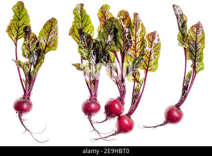 Bunch of fresh beets with leaves isolated on white. Stock Photo