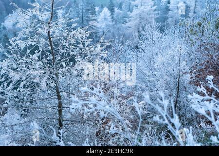 Winter forest with snow and frost on the larch trees in the mountains. Morning frozen trees in the forest. Winter landscape with trees covered with fr Stock Photo