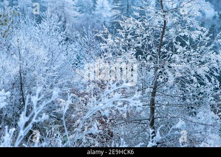 Winter forest with snow and frost on the larch trees in the mountains. Morning frozen trees in the forest. Winter landscape with trees covered with fr Stock Photo
