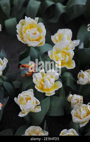 Yellow and white peony-flowered Double Early tulips (Tulipa) Flaming Evita bloom in a garden in April Stock Photo