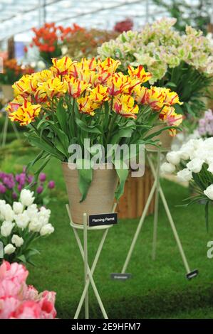 A bouquet of red and yellow tulips (Tulipa) Flaming Parrot in a terra cotta vase on an exhibition in May Stock Photo