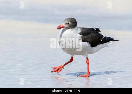 dolphin gull, Leucophaeus scoresbii, adult on beach, Falkland Islands, Malvinas Stock Photo