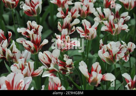 Red and white Viridiflora tulips (Tulipa) Flaming Springgreen bloom in a garden in April Stock Photo