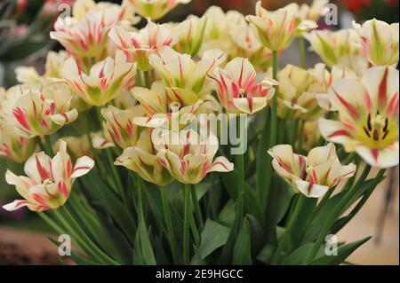 A bouquet of Viridiflora tulips (Tulipa) Flaming Springgreen on an exhibition in May Stock Photo