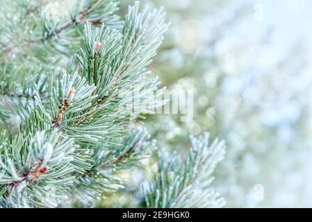 Pine branches in the frost. Winter background with snowy pine tree branches. Beauty in nature Stock Photo