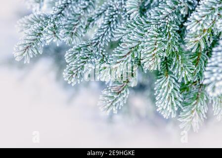 Nature winter background with snowy fir tree branches. Beautiful winter fir branches covered frost close up. Winter Christmas template with copy space Stock Photo