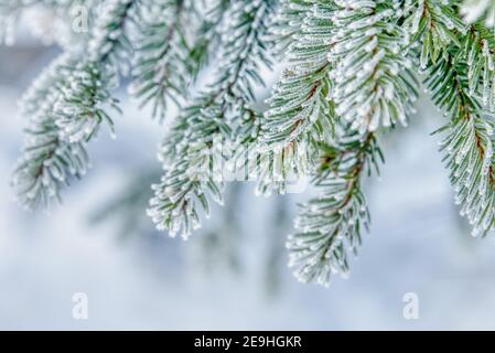 Nature winter background with snowy fir tree branches. Beautiful winter fir branches covered frost close up. Winter Christmas template with copy space Stock Photo