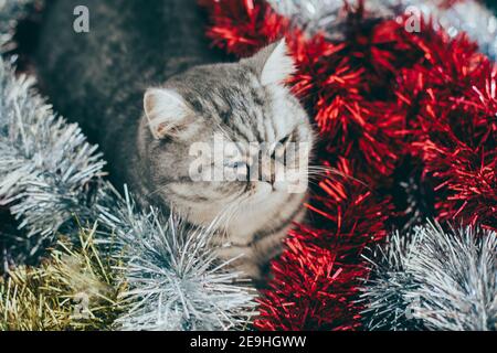 Scottish Straight. Cute cat portrait. Happy pet. Stock Photo