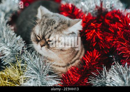 Scottish Straight. Cute cat portrait. Happy pet. Stock Photo