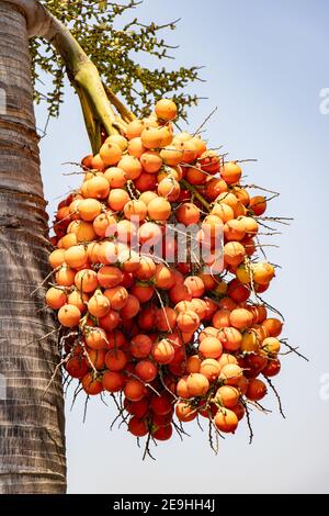 A orange colored fruit - betel nuts growth in a bunch at palm tree - Areca nut palm, Thailand. Stock Photo