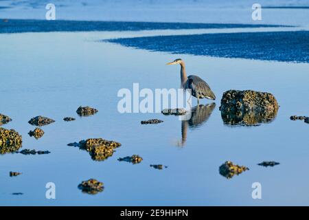 Great blue heron, beach, White Rock, British Columbia, Canada Stock Photo