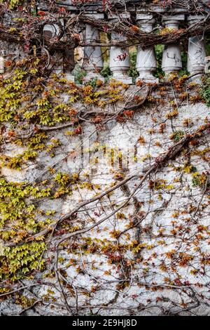 The pillared stone wall is overgrown with wild grapes. The maiden grape leaves in spring. Stock Photo