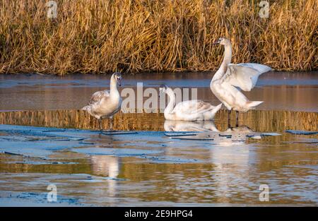 Three juvenile mute swans, Cgynus olor,  on ice in frozen reservoir in Winter reflected in water, East Lothian, Scotland, UK Stock Photo