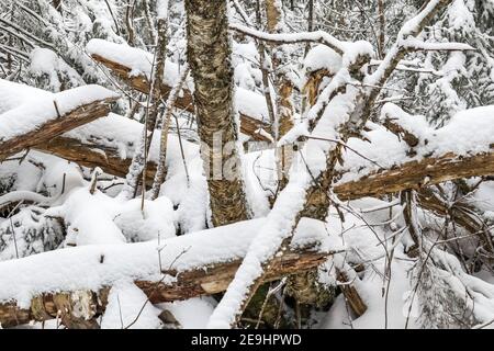 Pile of tree trunks covered with snow in New Hampshire, USA Stock Photo
