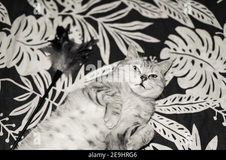 british cat lying on floral bedcloth Stock Photo