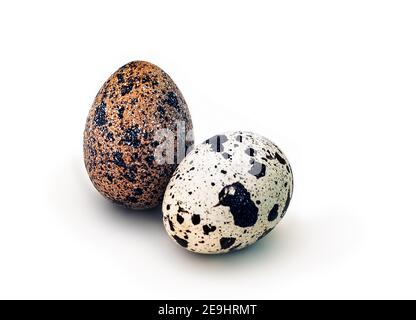 quail eggs, isolated on white Stock Photo