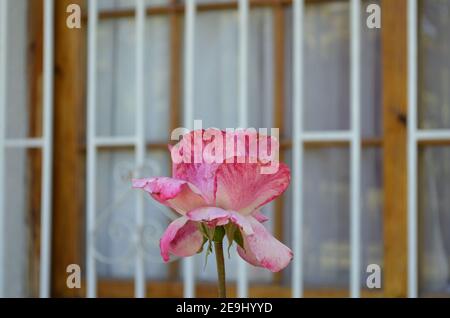 A pink rose that is slowly dying. Stock Photo
