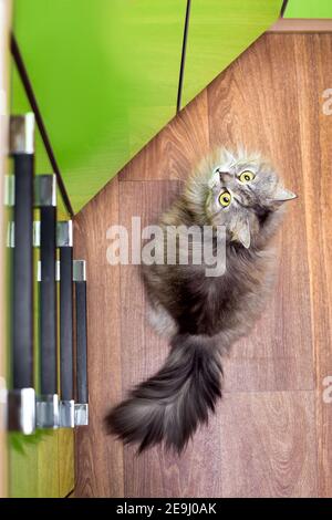 a gray tabby cat sits on a linoleum with a pattern of wood and with big eyes looks at the green kitchen with black handles, close-up of the pet top vi Stock Photo