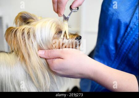 Yorkshire Terrier dog being groomed in pet care studio. Woman groomer cuts dog hair in beauty salon for animals. High quality photo. Stock Photo