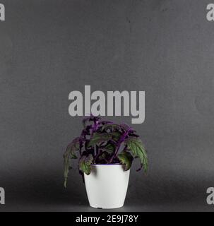 gynura aurantiaca in pot in black background Stock Photo