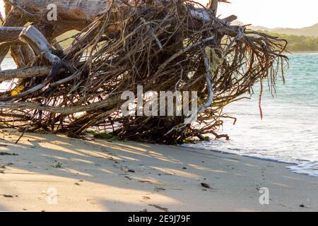 Driftwood lies on the beach on the north coast of the Dominican Republic.
